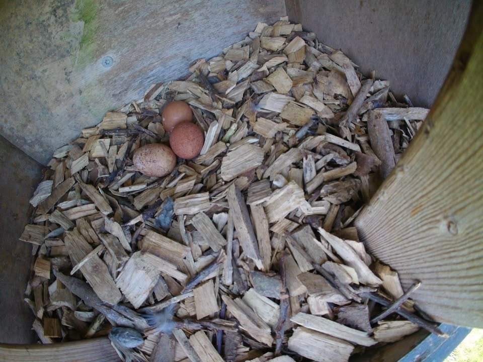 BoerBert