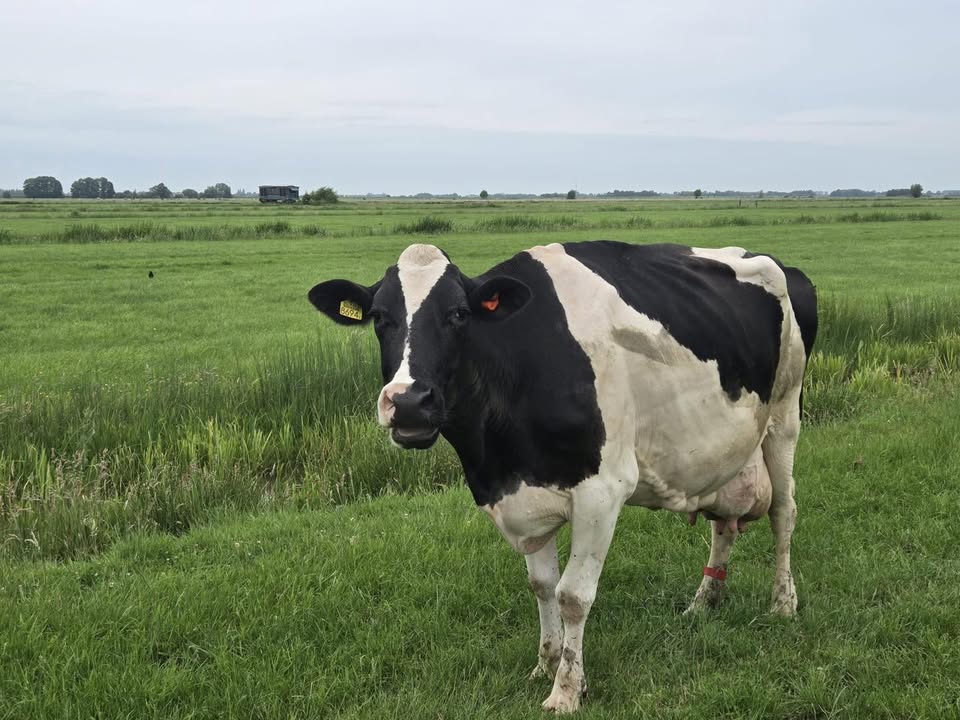 BoerBert